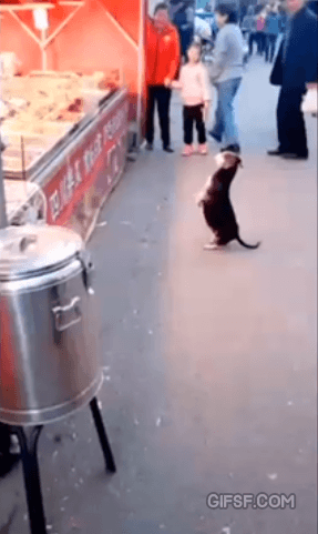 간식 주세여!!.gif | 인스티즈