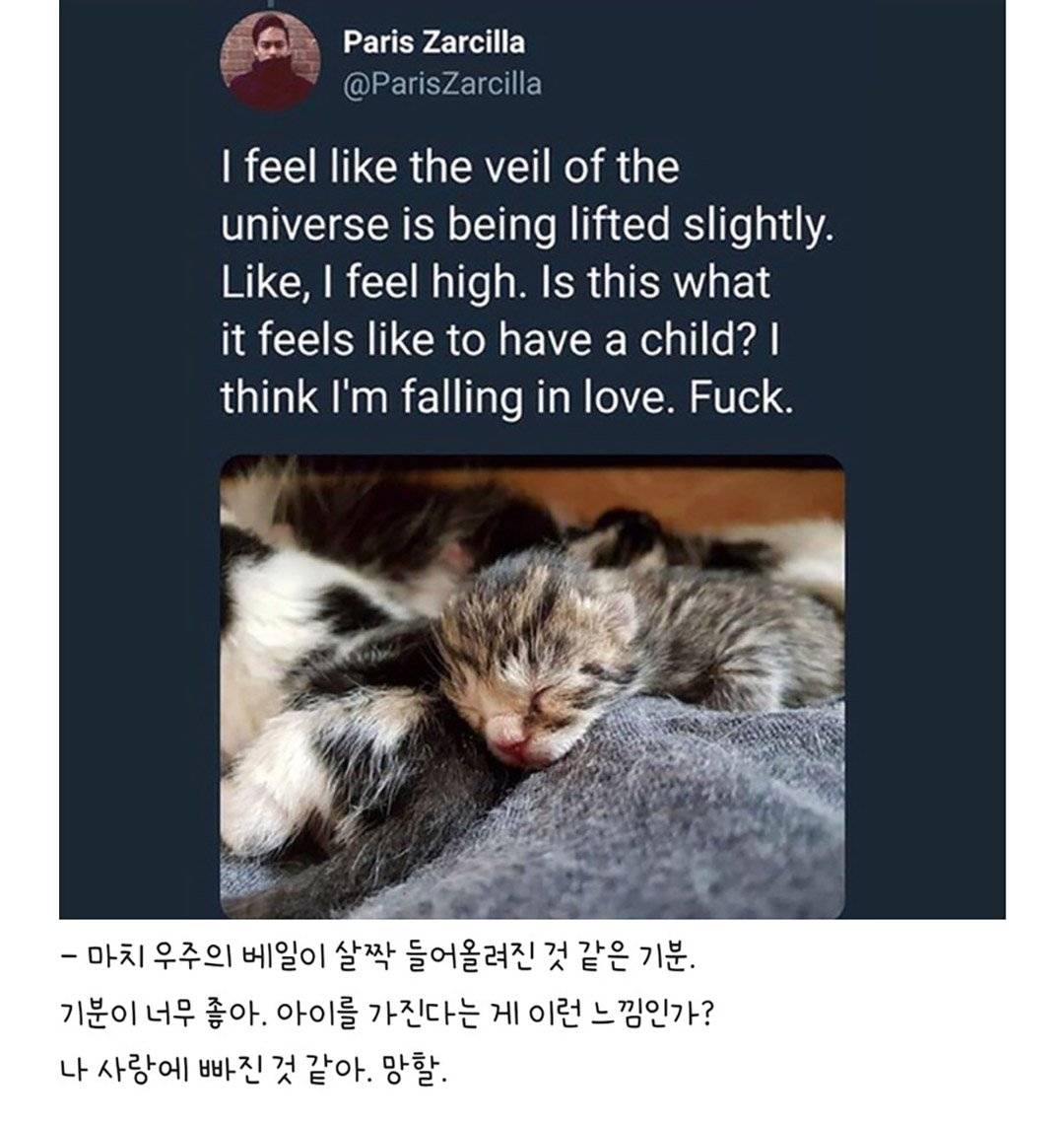 nokbeon.net-우울증 걸린 사람집에 고양이가 들어옴-5번 이미지