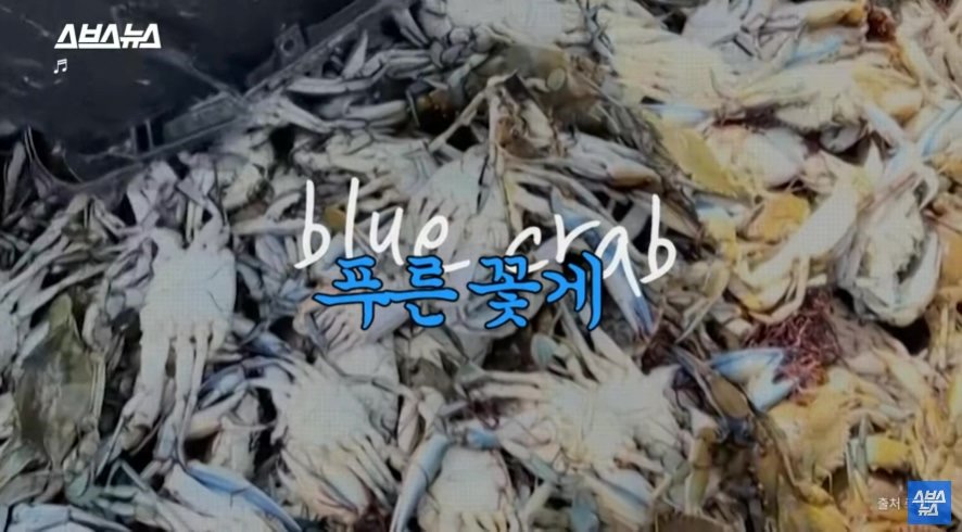이탈리아에서 문제라는 "푸른 꽃게" | 인스티즈