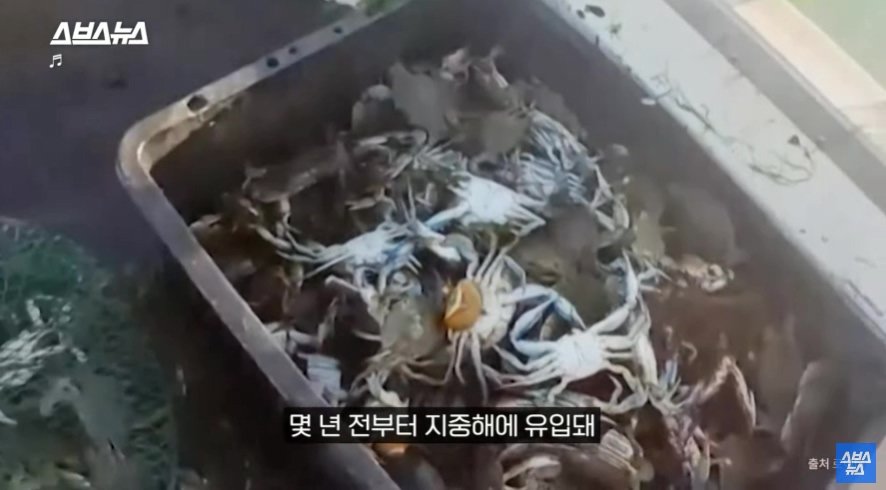 이탈리아에서 문제라는 "푸른 꽃게" | 인스티즈