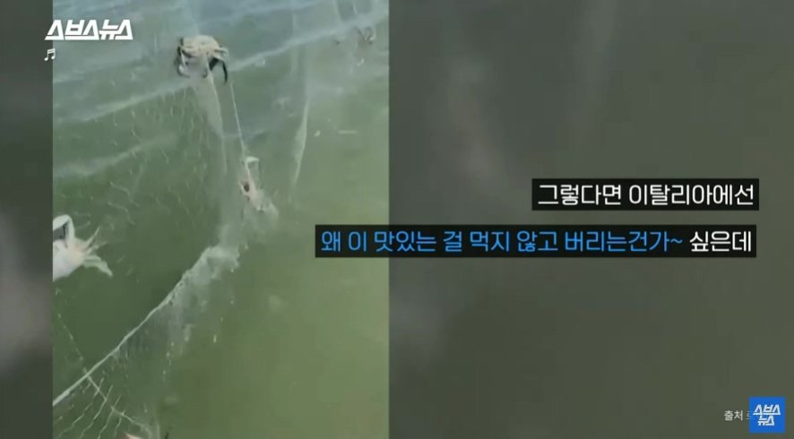 이탈리아에서 문제라는 "푸른 꽃게" | 인스티즈