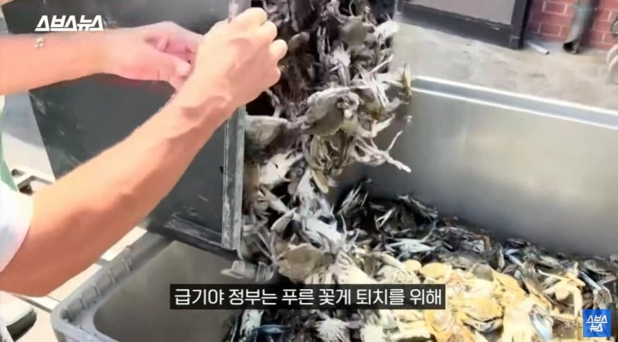 이탈리아에서 문제라는 "푸른 꽃게" | 인스티즈