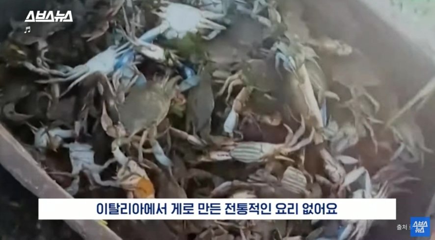 이탈리아에서 문제라는 "푸른 꽃게" | 인스티즈