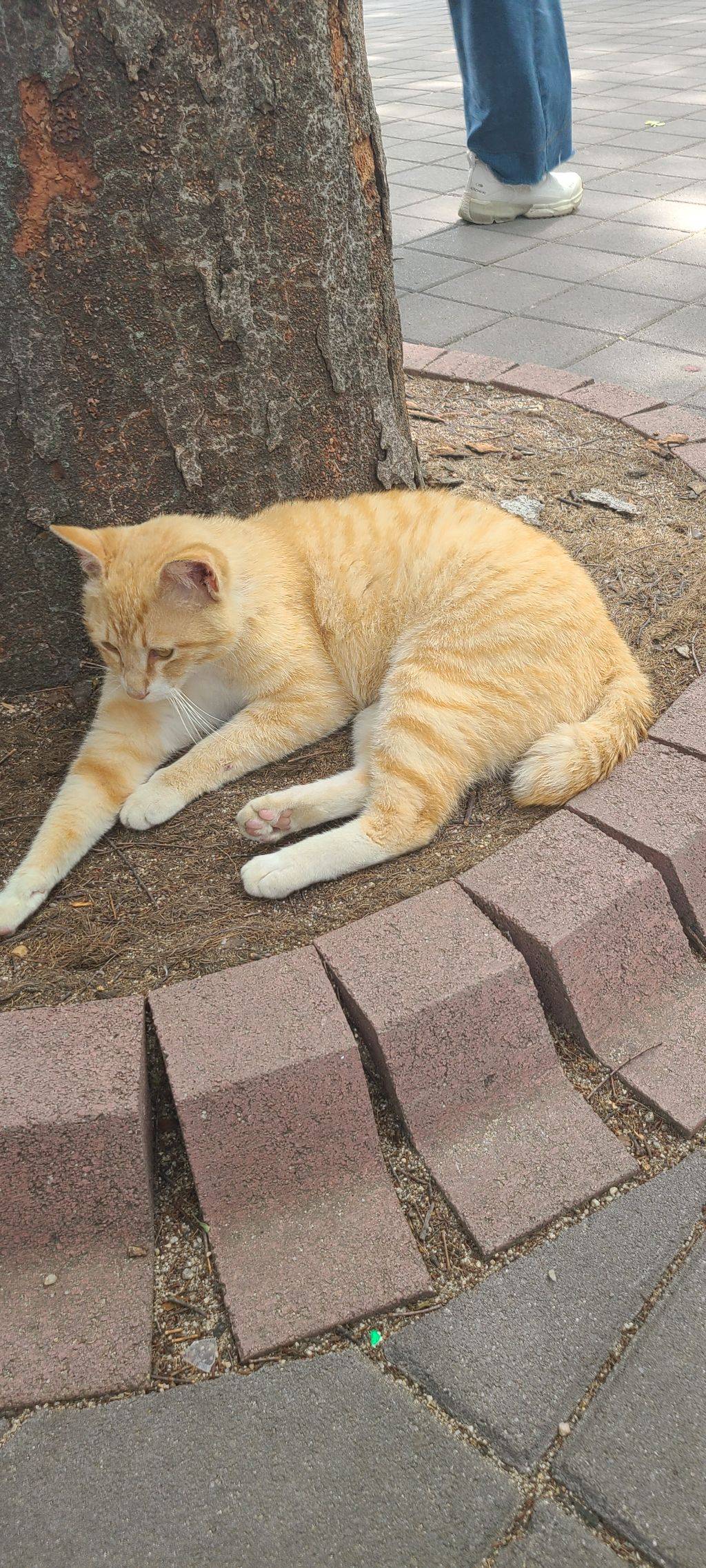 고양이 보고 가세요 | 인스티즈