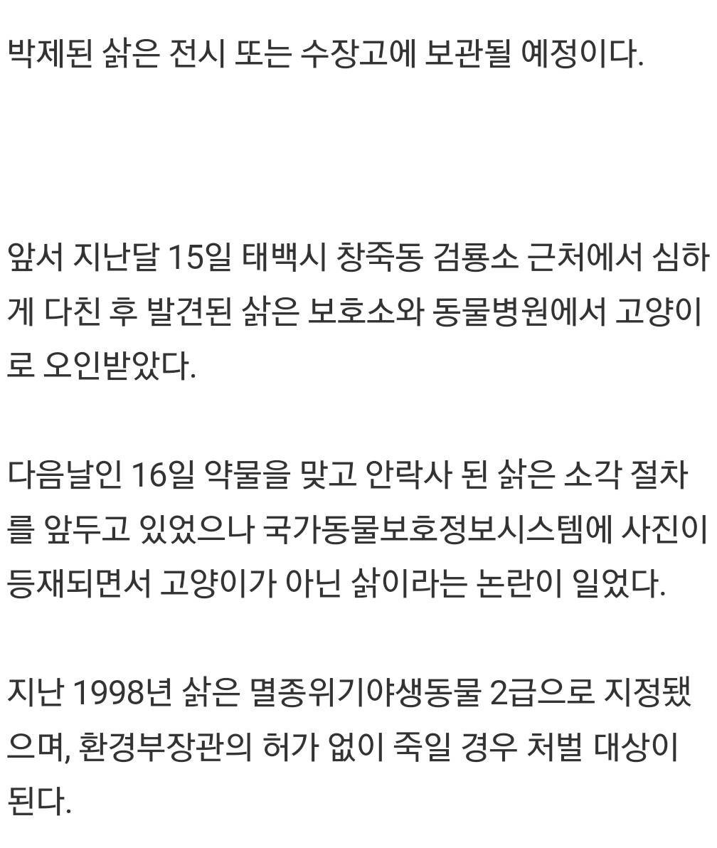 태백서 고양이로 오인 안락사 된 '삵' 박제된다 | 인스티즈