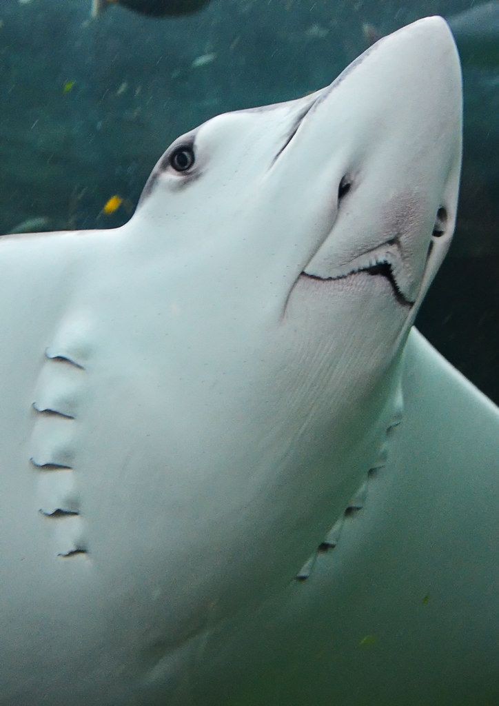 가오리 어이없는 달글 | 인스티즈