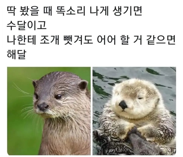 수달과 해달 구분하기 | 인스티즈