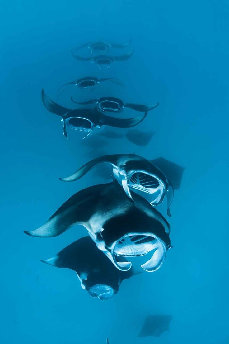 가오리 어이없는 달글 | 인스티즈