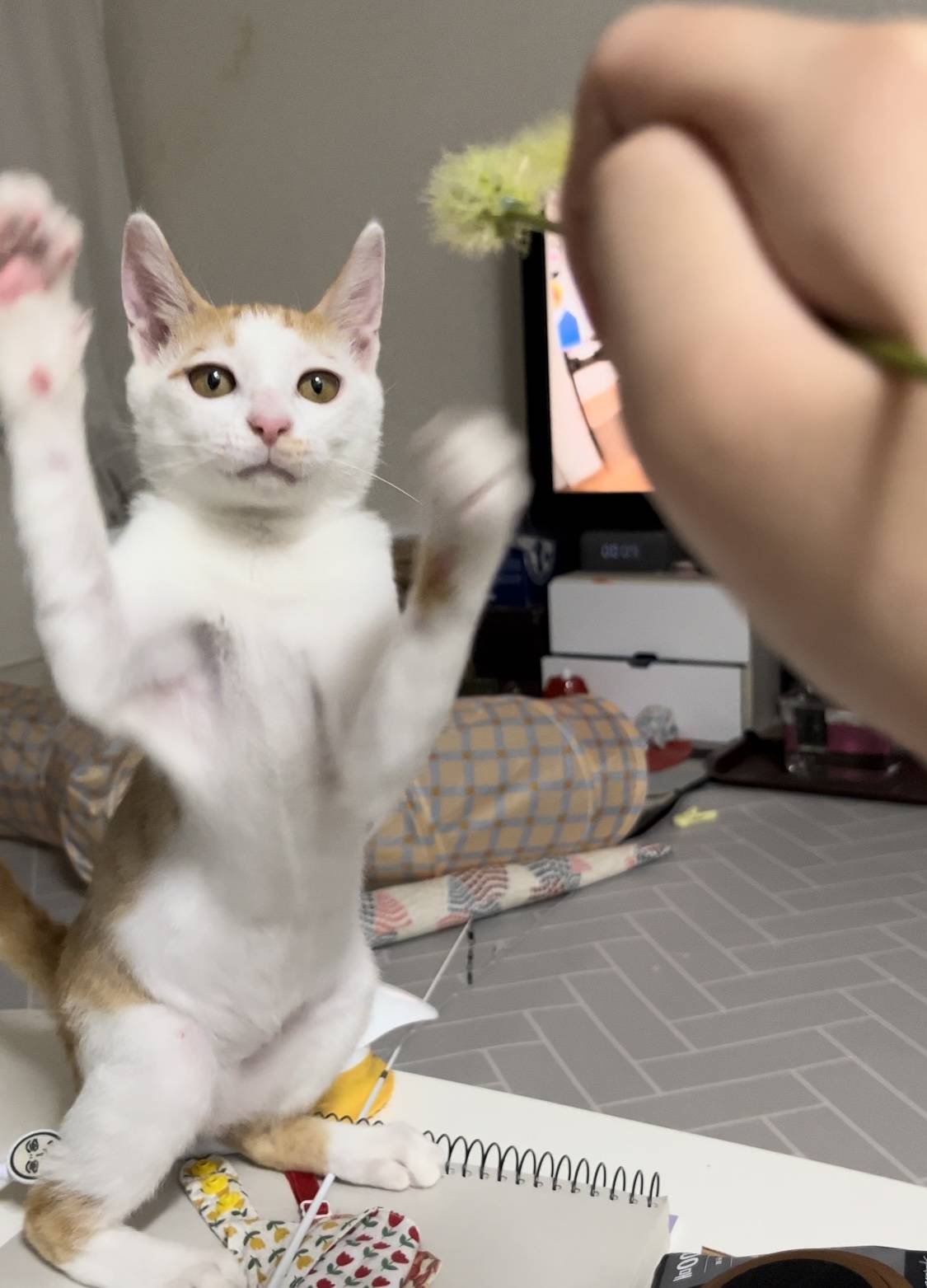 고양이랑 놀아주는 방법 | 인스티즈