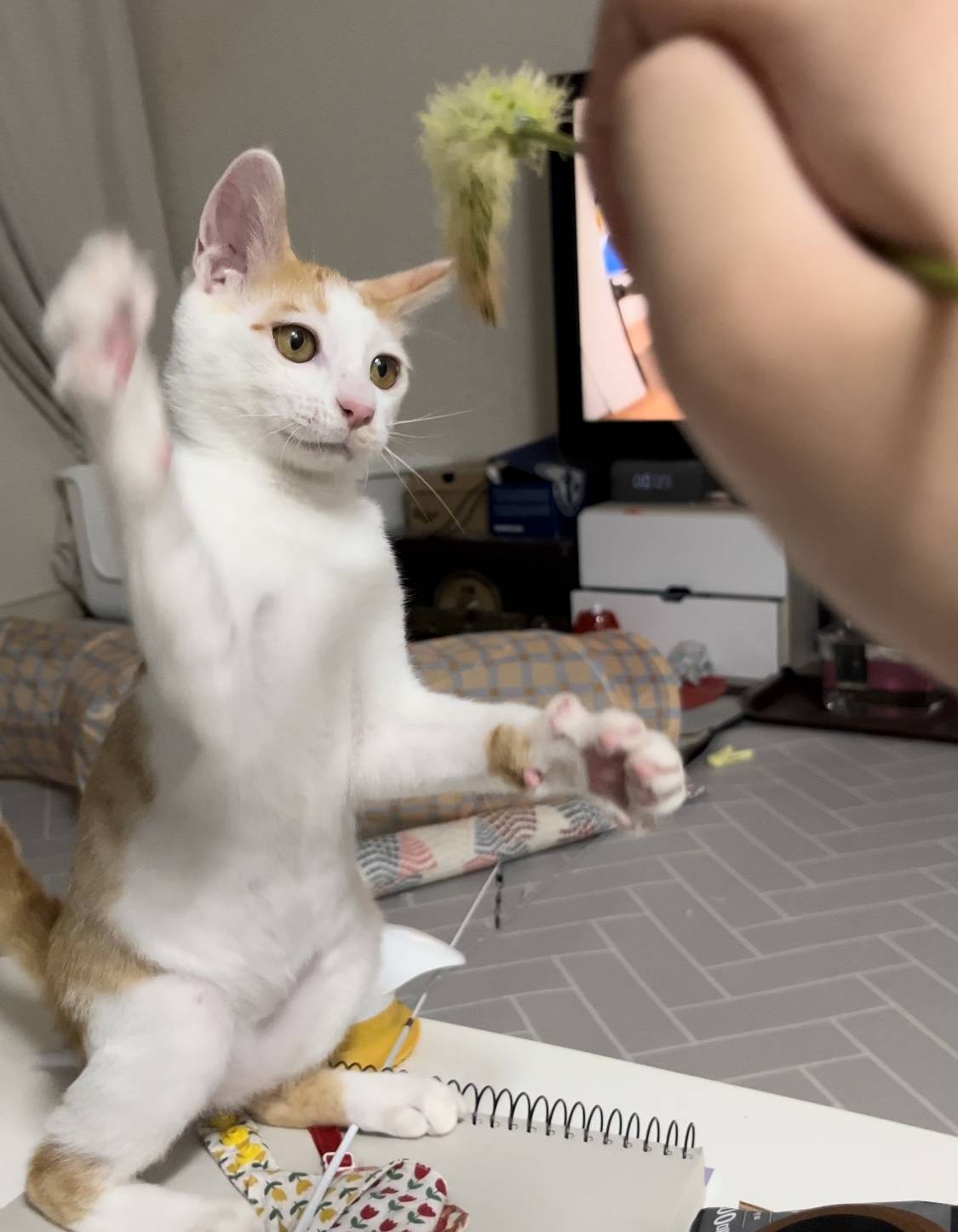 고양이랑 놀아주는 방법 | 인스티즈