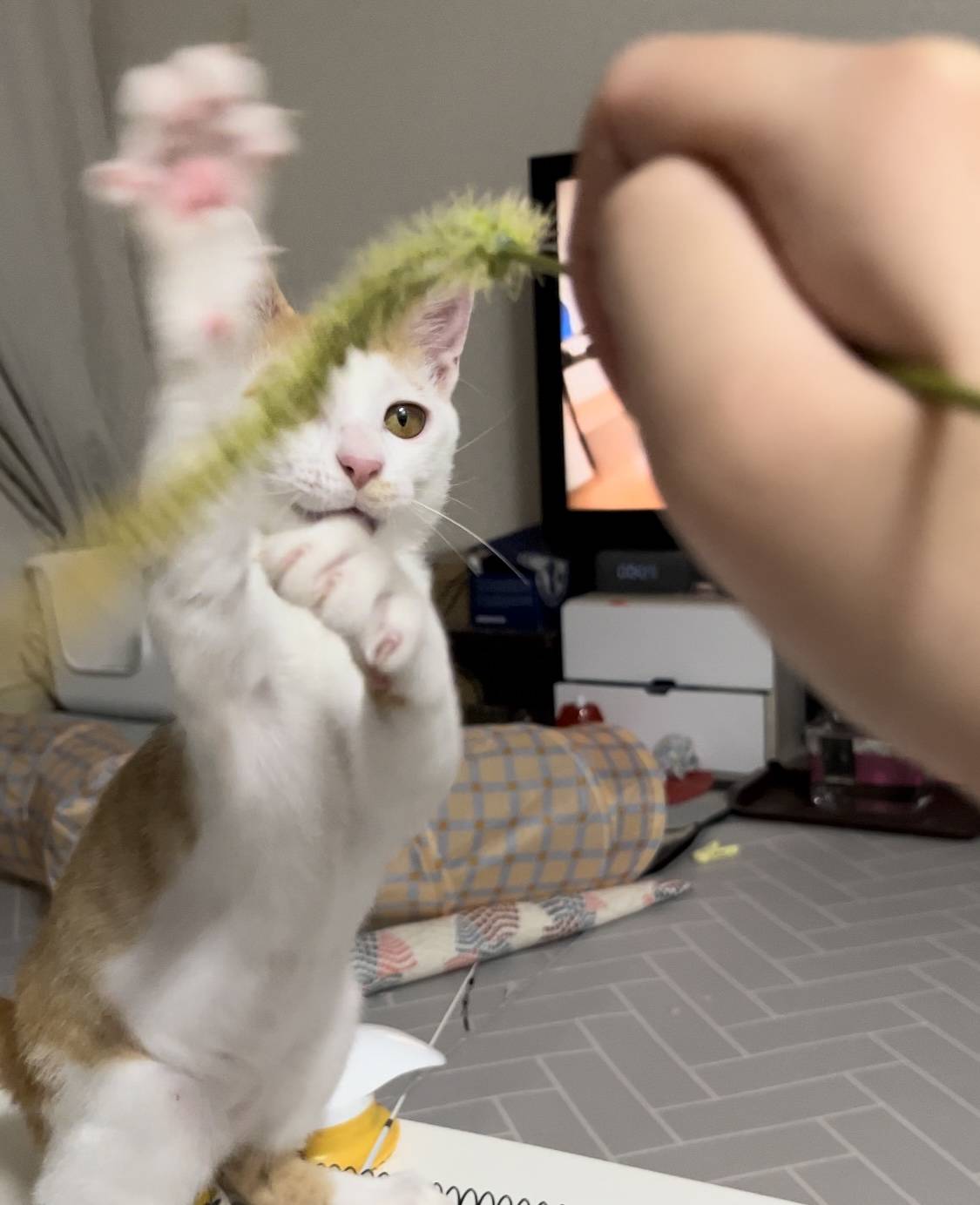 고양이랑 놀아주는 방법 | 인스티즈