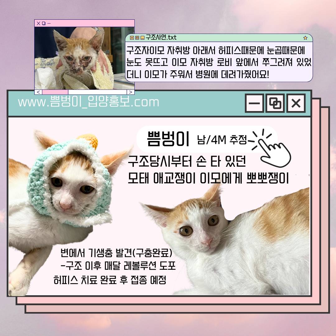 고양이랑 놀아주는 방법 | 인스티즈