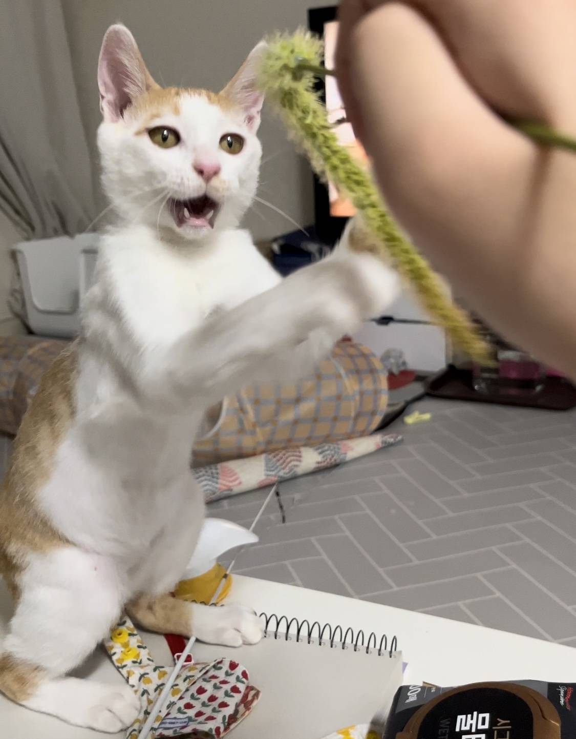 고양이랑 놀아주는 방법 | 인스티즈