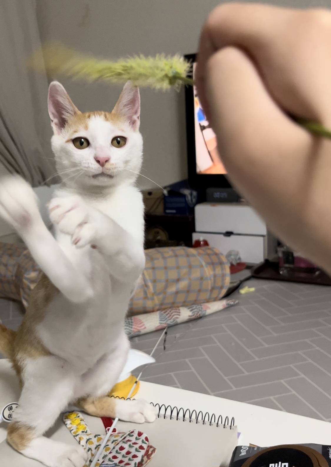 고양이랑 놀아주는 방법 | 인스티즈