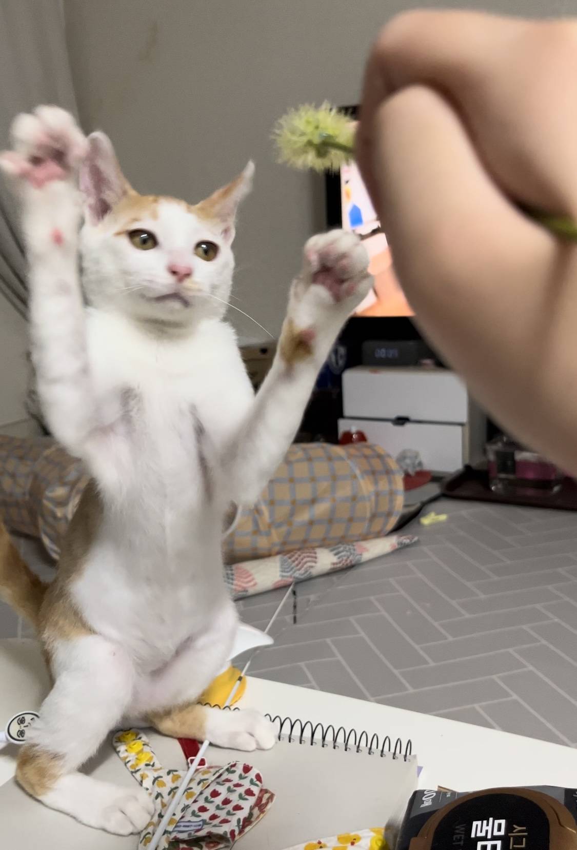 고양이랑 놀아주는 방법 | 인스티즈