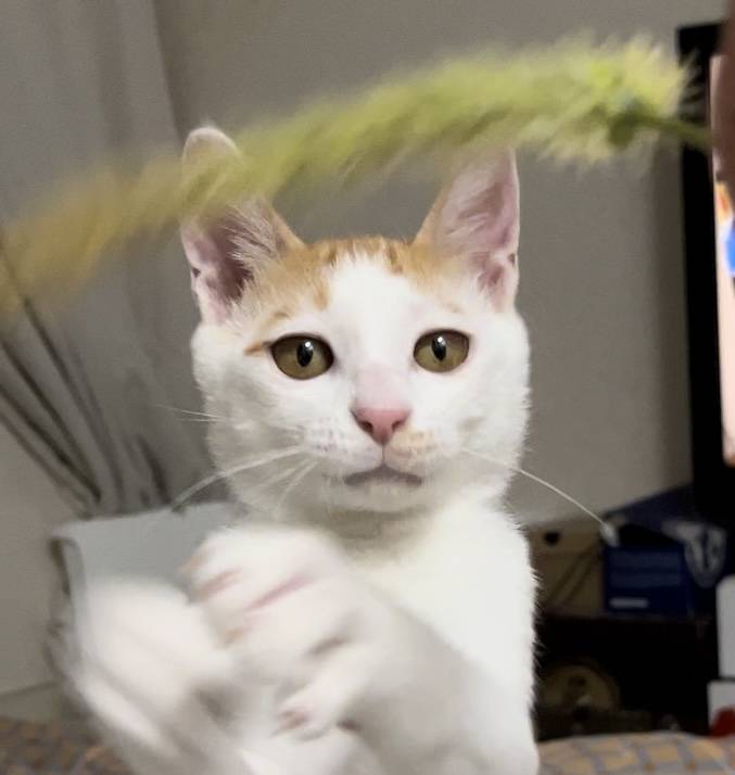 고양이랑 놀아주는 방법 | 인스티즈