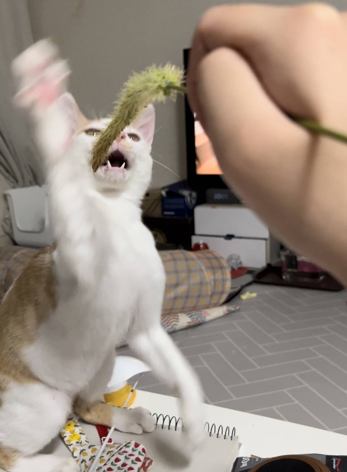 고양이랑 놀아주는 방법 | 인스티즈