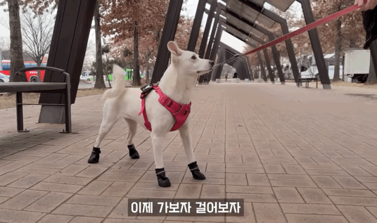 신발 신고 고장난 강아지.gif | 인스티즈