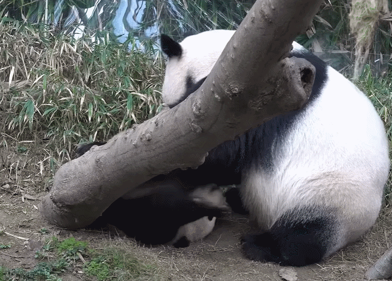 푸바오 꼬질해지는 과정 | 인스티즈