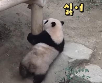 푸바오 꼬질해지는 과정 | 인스티즈