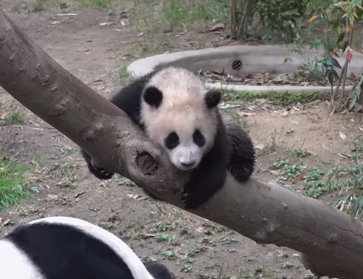 푸바오 꼬질해지는 과정 | 인스티즈