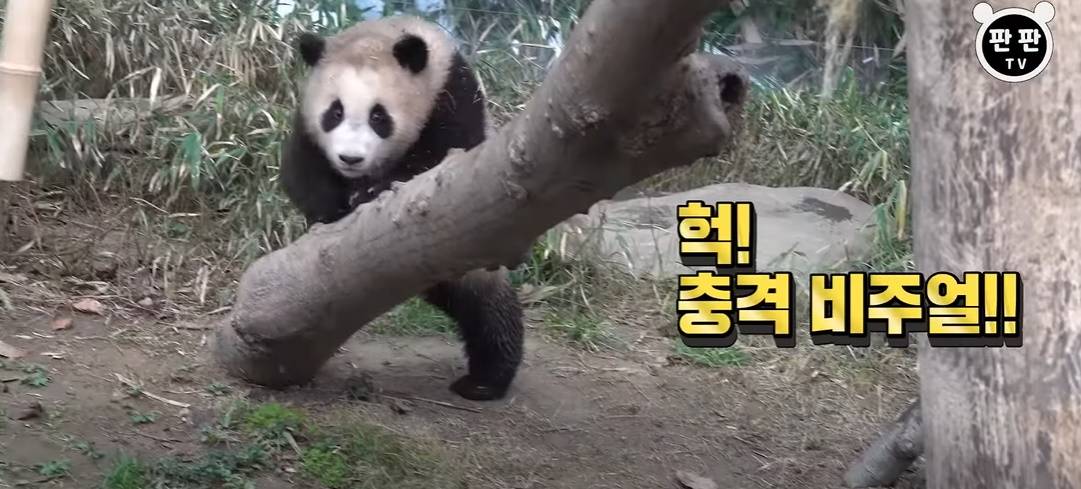 푸바오 꼬질해지는 과정 | 인스티즈