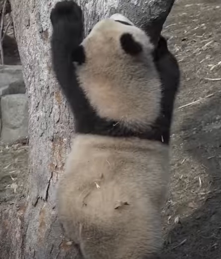 푸바오 꼬질해지는 과정 | 인스티즈