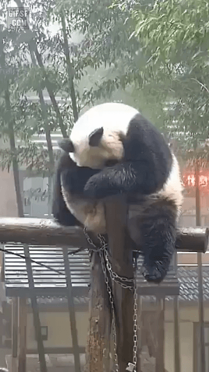 음악이 흐르고 판다가 내리면 | 인스티즈