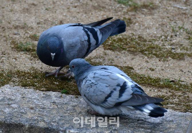 전국에 약 100마리만 남은 멸종위기 비둘기 (조류주의) | 인스티즈