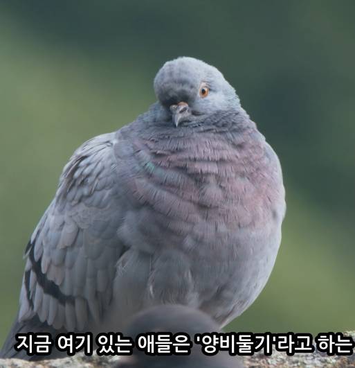 전국에 약 100마리만 남은 멸종위기 비둘기 (조류주의) | 인스티즈