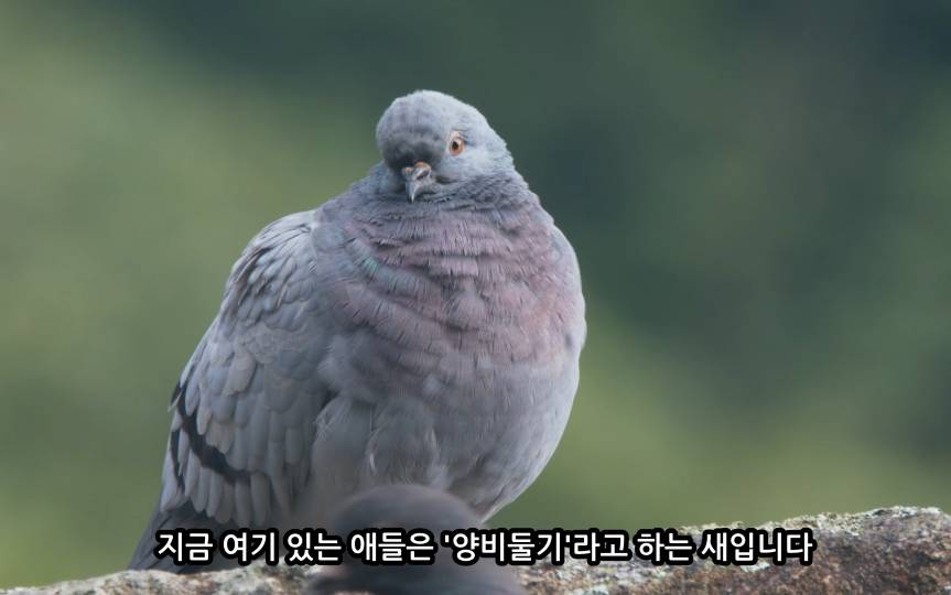 전국에 약 100마리만 남은 멸종위기 비둘기 (조류주의) | 인스티즈