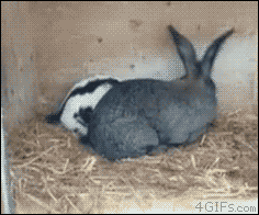 토끼가 조루의 상징 동물인 이유 (토끼 탈덕 주의) | 인스티즈