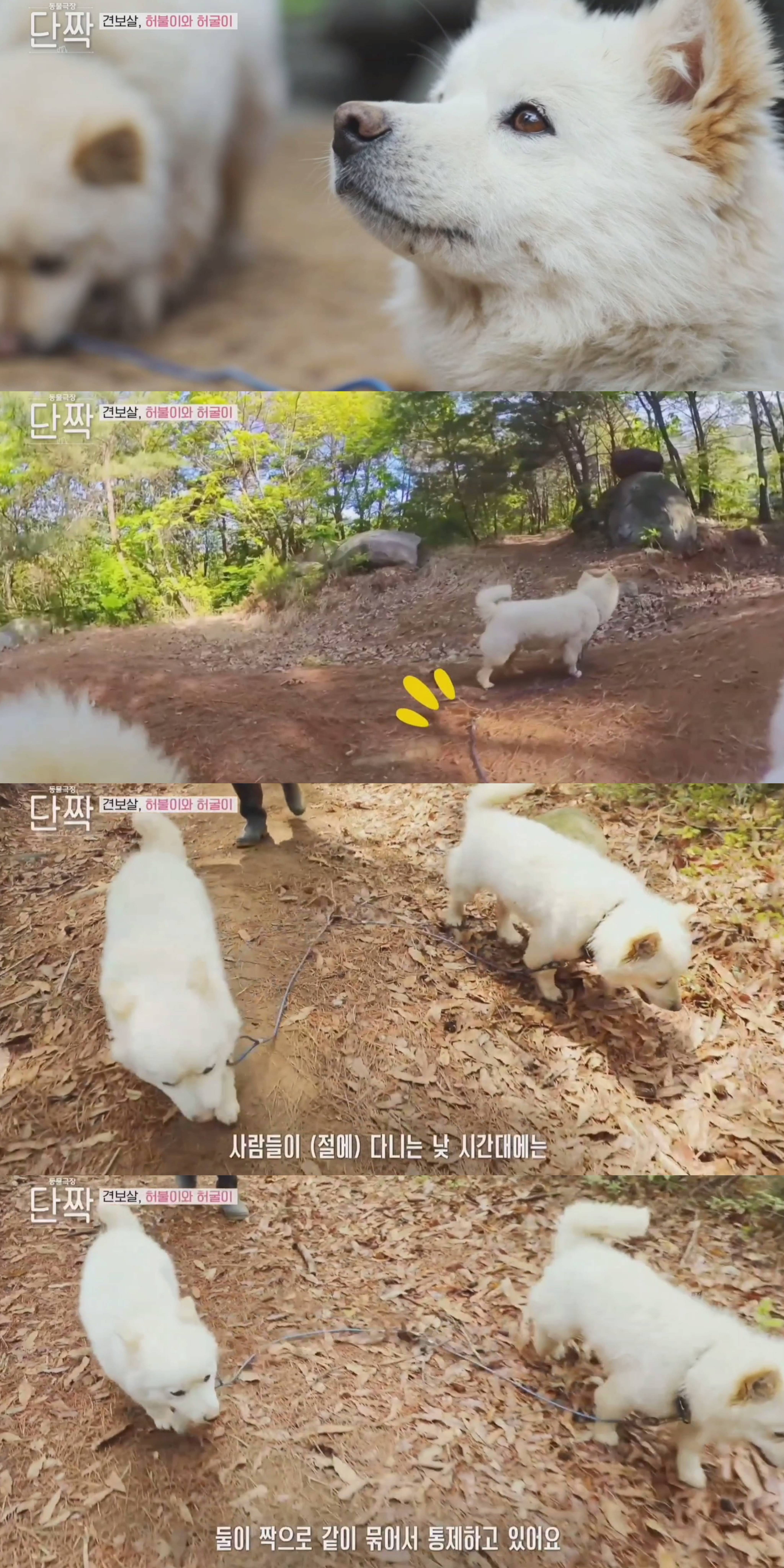 nokbeon.net-평화롭고 귀여운 견보살 댕댕남매.gif-28번 이미지