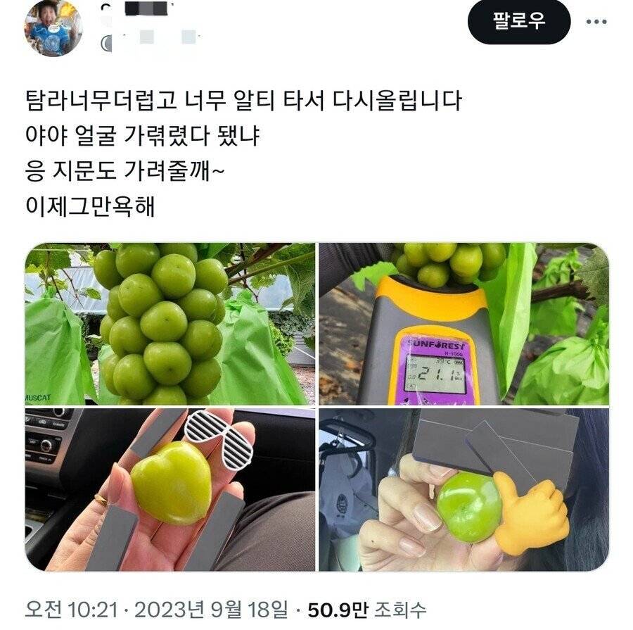 포도 신품종 '슈팅스타' 뉴스 보고 빡친 샤인머스켓집 딸 | 인스티즈
