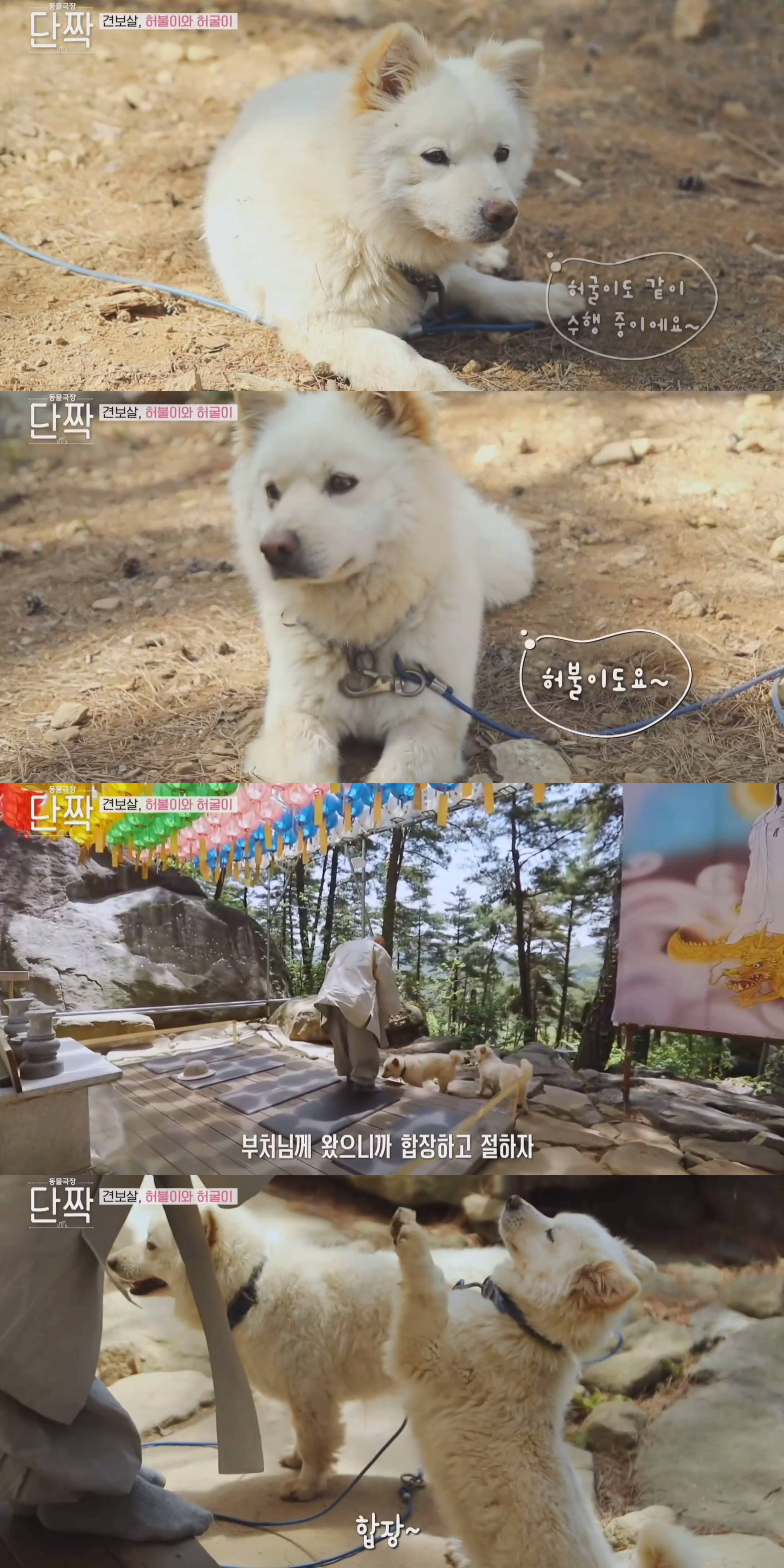 nokbeon.net-평화롭고 귀여운 견보살 댕댕남매.gif-16번 이미지