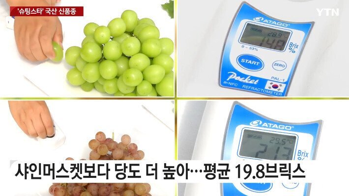 포도 신품종 '슈팅스타' 뉴스 보고 빡친 샤인머스켓집 딸 | 인스티즈