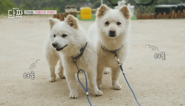 nokbeon.net-평화롭고 귀여운 견보살 댕댕남매.gif-12번 이미지