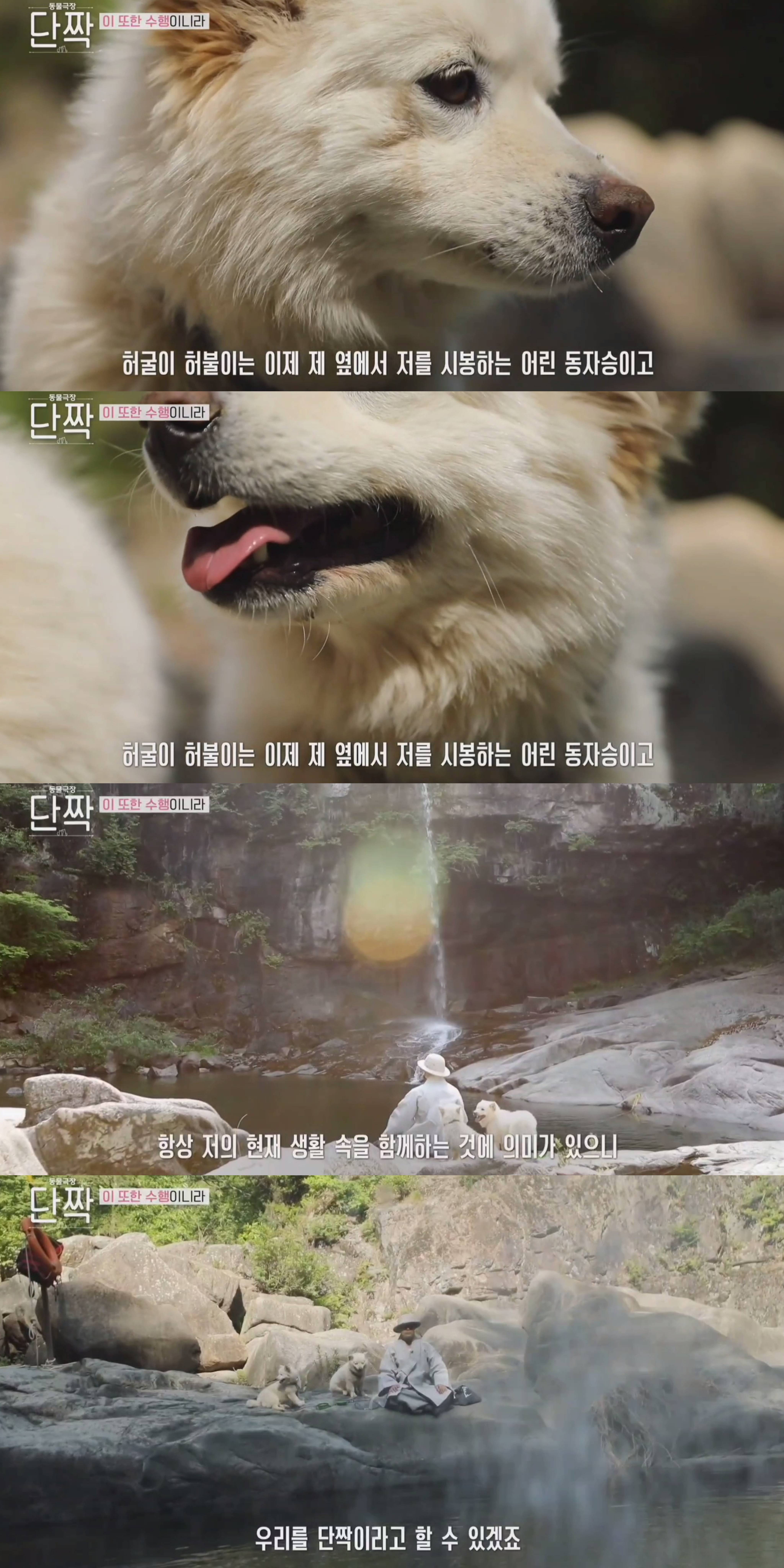 nokbeon.net-평화롭고 귀여운 견보살 댕댕남매.gif-48번 이미지