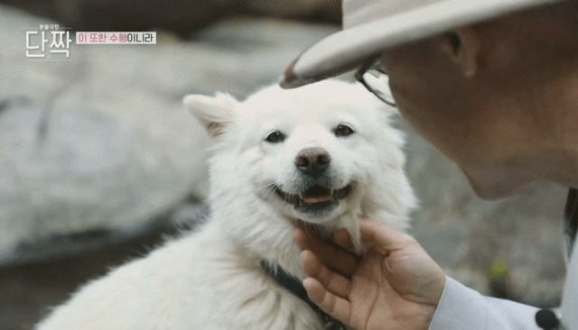 nokbeon.net-평화롭고 귀여운 견보살 댕댕남매.gif-43번 이미지