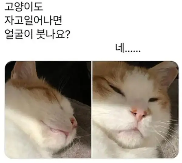 고양이도 자고 일어나면 얼굴이 붓나요? | 인스티즈