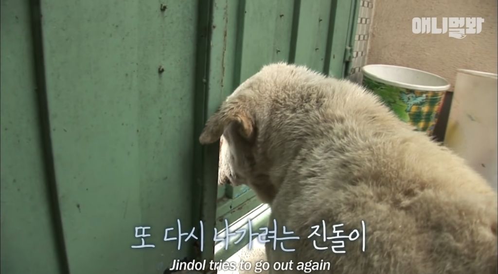 할머니가 돌아가신 것도 모르고 2년을 찾아헤맨 진돌이 | 인스티즈