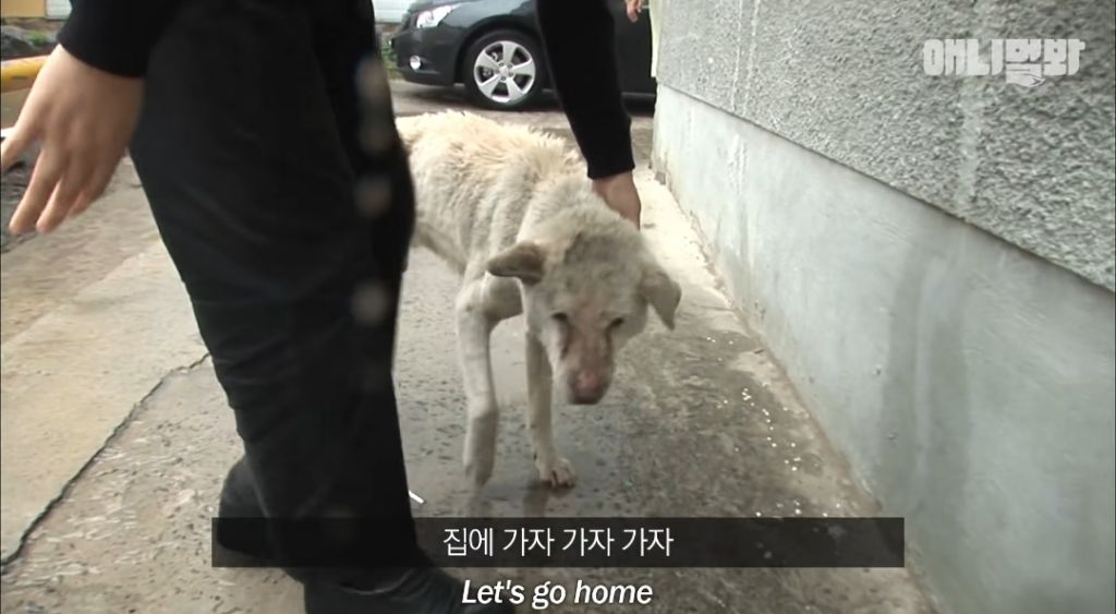 할머니가 돌아가신 것도 모르고 2년을 찾아헤맨 진돌이 | 인스티즈