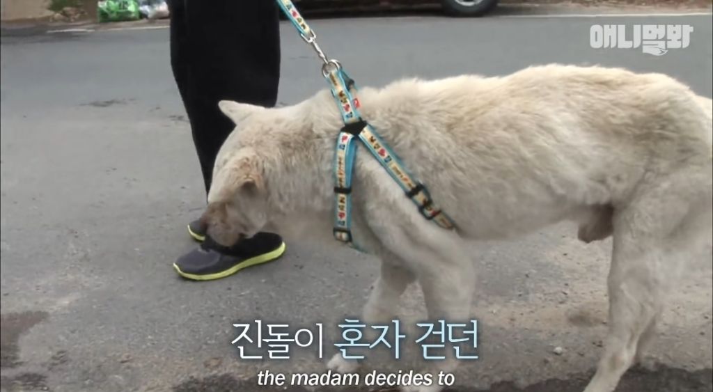 할머니가 돌아가신 것도 모르고 2년을 찾아헤맨 진돌이 | 인스티즈