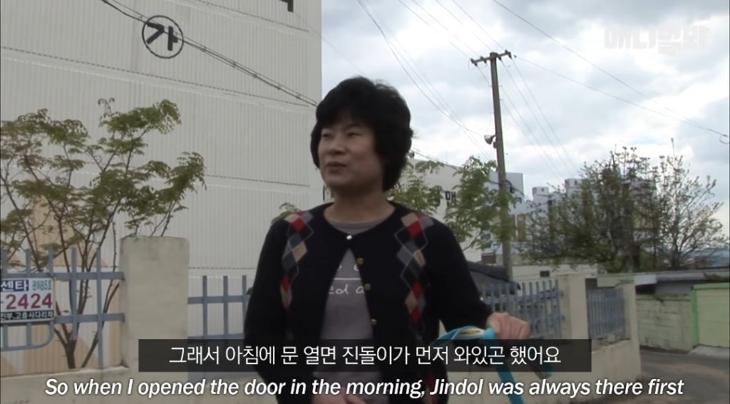 할머니가 돌아가신 것도 모르고 2년을 찾아헤맨 진돌이 | 인스티즈