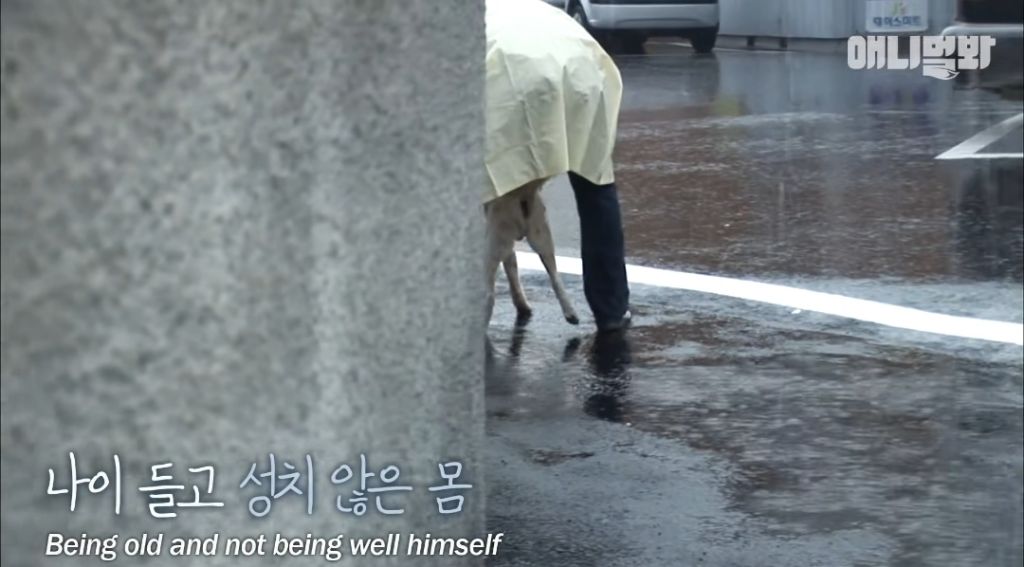 할머니가 돌아가신 것도 모르고 2년을 찾아헤맨 진돌이 | 인스티즈