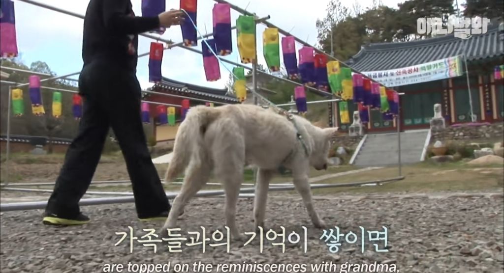 할머니가 돌아가신 것도 모르고 2년을 찾아헤맨 진돌이 | 인스티즈