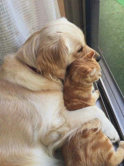 댕댕이와 고양이.jpg | 인스티즈
