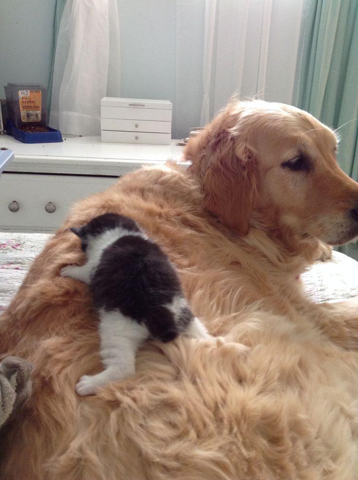 댕댕이와 고양이.jpg | 인스티즈