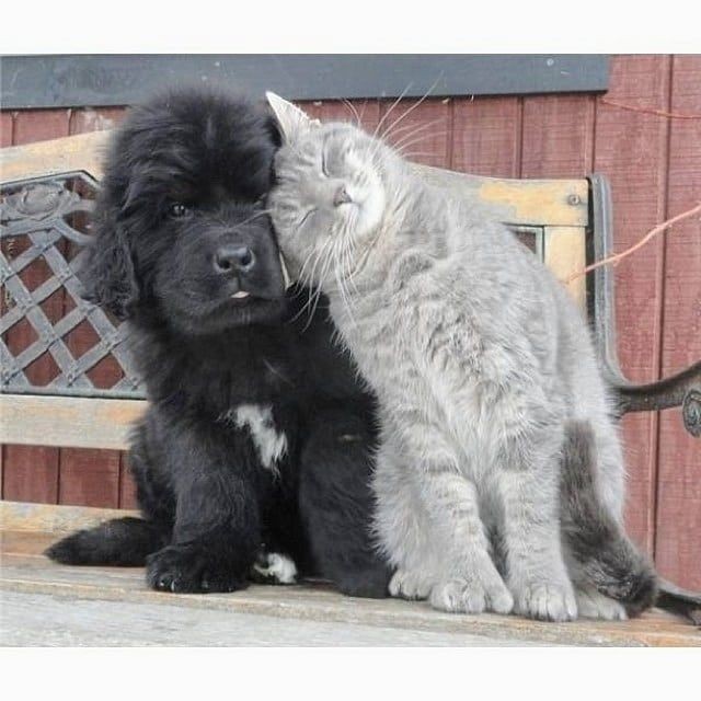 댕댕이와 고양이.jpg | 인스티즈