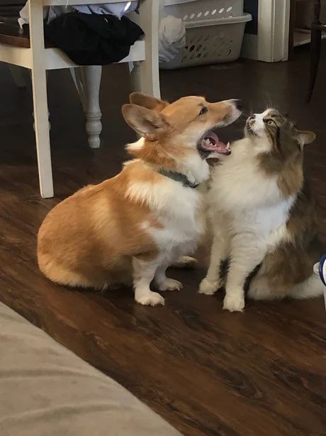 댕댕이와 고양이.jpg | 인스티즈